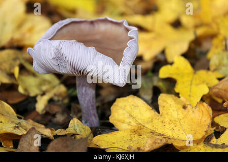 Wood Blewit Lepista (Clitocybe) nuda Stock Photo