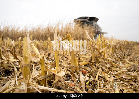 CLOSE UP CORN STUBBLE ROW WITH COMBINE HARVESTING STANDING CORN IN BACKGROUND, BLOOMING PRAIRIE, MINNESOTA. Stock Photo