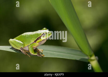 Europäischer Laubfrosch sonnt sich, Laub-Frosch, Frosch, Hyla arborea, European treefrog, common treefrog, Central European treefrog Stock Photo