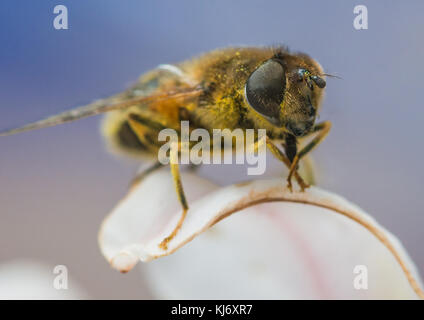 A macro shot of a small garden bee sitting on a white azalea bloom. Stock Photo