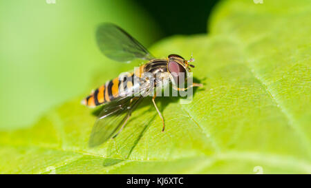A macro shot of a hoverfly resting in the sunshine on a green leaf. Stock Photo
