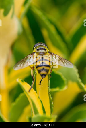 A macro shot of a hoverfly resting on a green leaf. Stock Photo