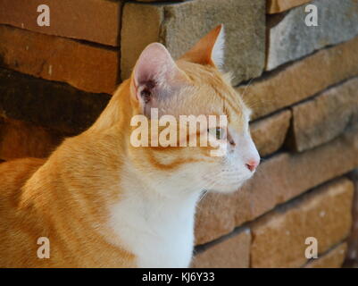 ginger cat beside the brick wall Stock Photo