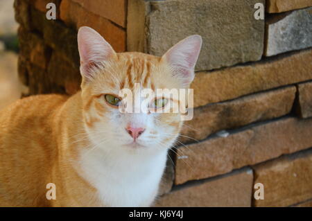 ginger cat beside the brick wall Stock Photo