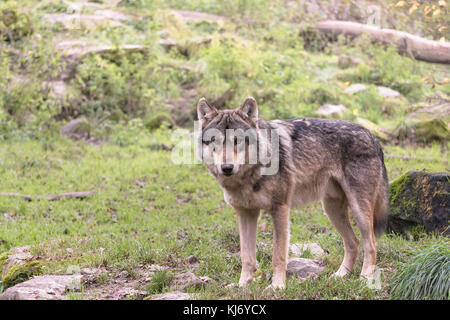 Portrait of a gray wolf of Europe (canis lupus lupus) in the woods looking straight ahead, Rhodes, France. Stock Photo