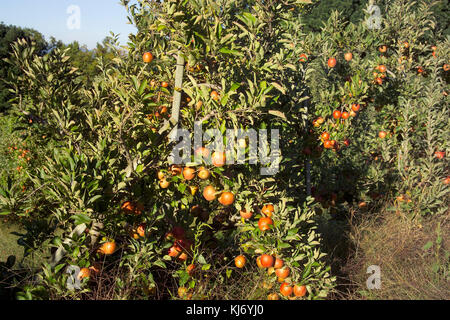 CAMEO APPLES ON TREE IN ORCHARD (MALUS DOMESTICA) CAMEO CULTIVAR Stock Photo