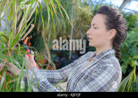 female gardener trimming plants Stock Photo