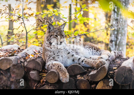 Portrait of an eurasian lynx (lynx lynx) who is lying on a log pile in the woods. Stock Photo