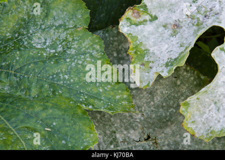 Downy mildew on the leaves of a courgette plant Stock Photo