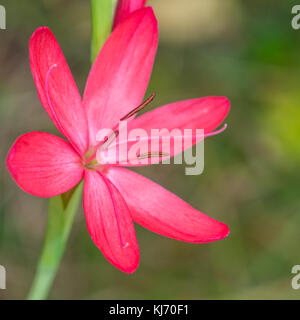 A macro shot of a kaffir lily bloom. Stock Photo