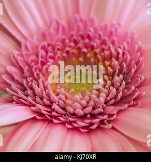 A macro shot of a pink gerbera bloom. Stock Photo