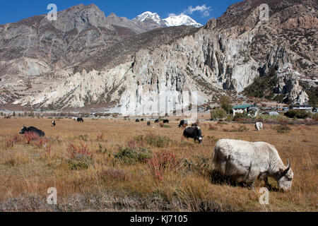 Yak grazing in the Marsyangdi valley on himalayan mountain plateou at 3500 m, close to Manang and Bhraka, along the Annapurna circuit, Nepal. Stock Photo