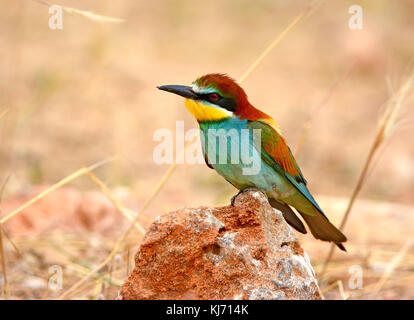 European bee-eaters (Merops Apiaster) sitting on a rock Stock Photo