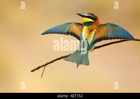 European bee-eater (Merops Apiaster) sitting on branch Stock Photo