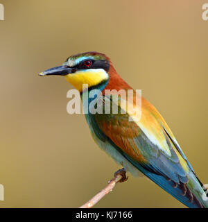 European bee-eater (Merops Apiaster) sitting on branch Stock Photo