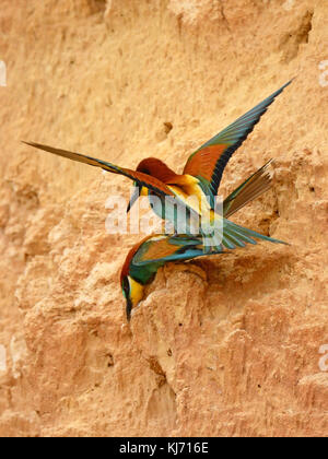 European bee-eaters (Merops Apiaster) sitting on branch Stock Photo