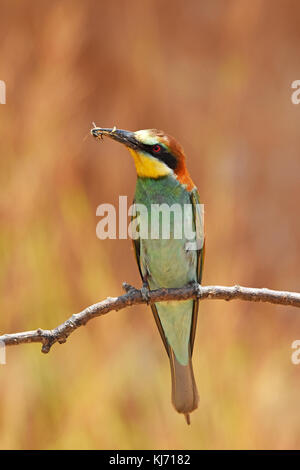 European bee-eaters (Merops Apiaster) sitting on branch Stock Photo