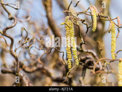 A shot of catkins hanging from the branches of a corkscrew hazel tree. Stock Photo