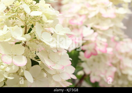 Showy pink and white blooms of Hydrangea paniculata 'Vanille Fraise'  flowering in an English garden border  in summer (August), UK Stock Photo