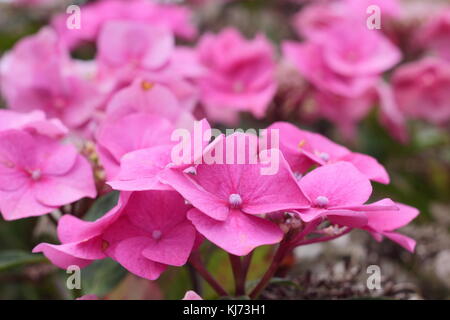 Hydrangea macrophylla 'Fasan', a bright pink lacecap hydrangea, in full bloom in a garden border in summer (August) UK Stock Photo
