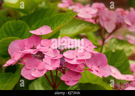 Hydrangea macrophylla 'Muecke' in full bloom in a garden border on a bright summer day (August), UK Stock Photo