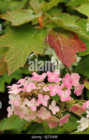 Hydrangea quercifolia 'Alice', an oak leaved hydrangea displaying maturing pink flowers and the onset of autumnal foliage colours in an English garden Stock Photo