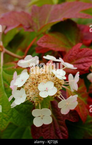 Hydrangea quercifola 'Snow Queen' blossom and maturing foliage showing autumn tints in a garden border ,UK Stock Photo