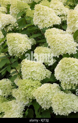 Hydrangea pannicula 'Limelight' (PBR) in full bloom in an English garden on a bright summer day (August), UK Stock Photo