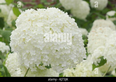Hydrangea arborescens 'Annabelle' displaying large showy blooms on a bright summer day (August), UK Stock Photo