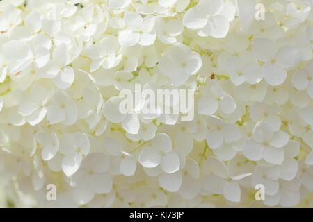 Hydrangea arborescens 'Annabelle' detail of large  showy blooms on a bright summer day (August), UK Stock Photo