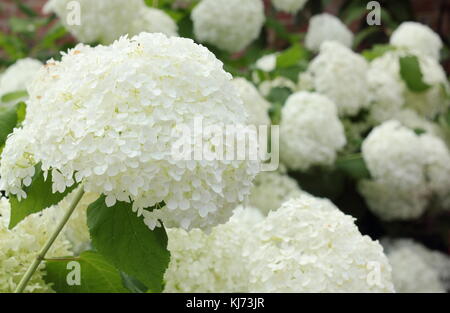 Hydrangea arborescens 'Annabelle' displaying large showy blooms on a bright summer day (August), UK Stock Photo