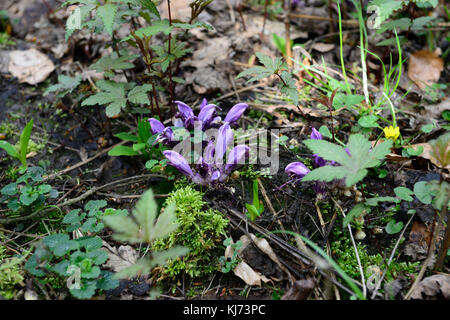 Purple Toothwort, Lathraea clandestina,purple, lavender, flower, flowers, flowering, parasitic, parasite, plant, RM Floral Stock Photo