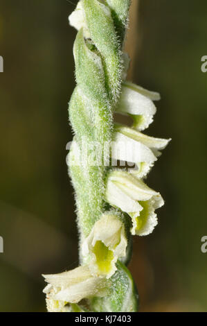 Autumn ladies Tresses Orchid,' Spiranthes spiralis' grows on calcareous soil on chalk ,limestone and dunes.August and September. Dawlish Warren Devon  Stock Photo