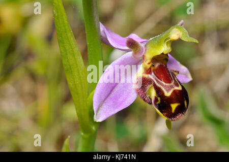 Bee Orchid,Orphy apifera,close up, side view,wide spread in UK,june to july, Stock Photo