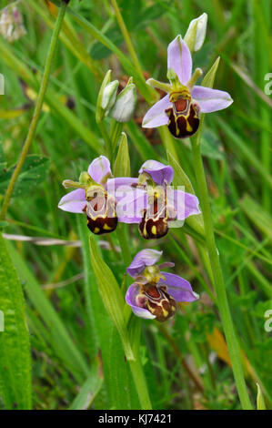 Bee Orchid,'Orphy apifera',calcareous grasslands,wide spread in UK,june to july,Wiltshire, Stock Photo