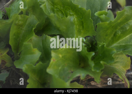 Fresh lettuce in the earth ready Stock Photo