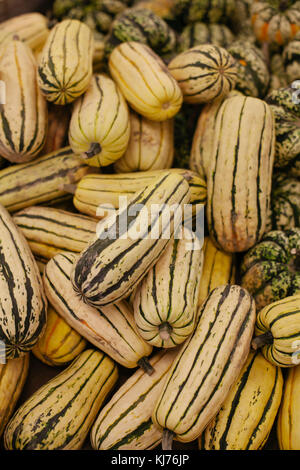 A pile of delicata squash on display at farmer's market ready for purchase Stock Photo