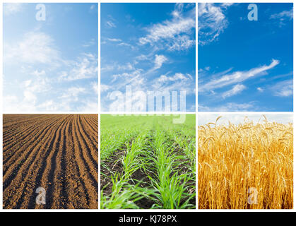 set with crop in fields. different seasons of the year. cereal concept Stock Photo
