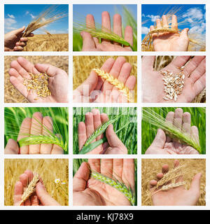 set of pictures crops in hand over field. collage for internet projects Stock Photo