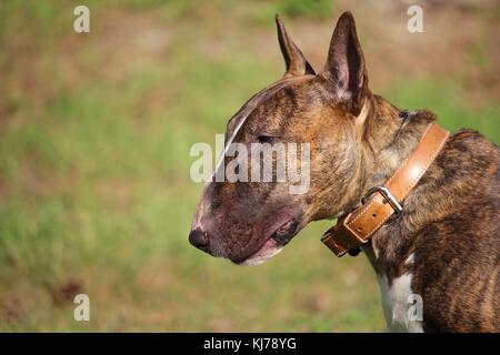 a brown bull terrier dog that is lying in the grass in the sun Stock Photo