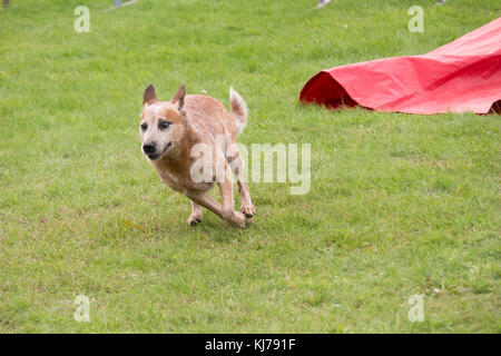 an Australian cattle dog runs in an agility canine contest Stock Photo