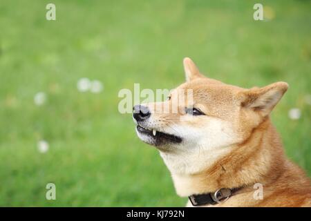 the shiba inu dog shows teeth and grumbles Stock Photo