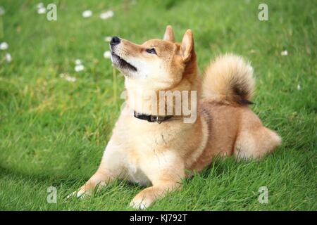 the shiba dog is lying in the grass and looks at the top Stock Photo