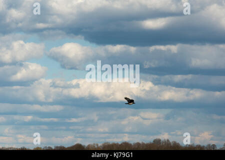 Hooded Crow flying over Rietzer See (Lake Rietz) which is a nature reserve near the town of Brandenburg in Northeastern Germany Stock Photo