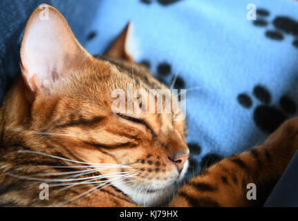 Bengal can sleeping on blue cat blanket, short DOF Stock Photo