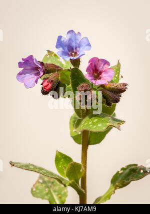 Closup of common lungwort (Pulmonaria officinalis) in spring in Austria Stock Photo