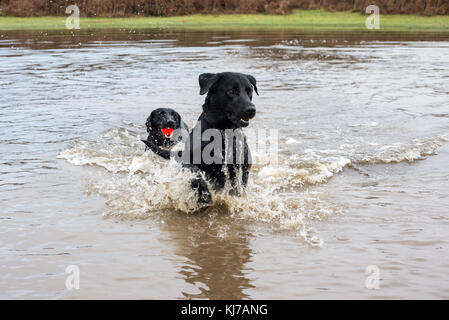 Playful black Labrador dogs splashing in water while retrieving a ball. Stock Photo