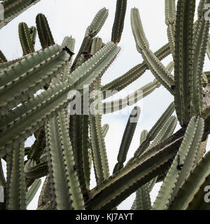 Low angle view of cactus plants, Vered HaGalil, Galilee, Israel Stock Photo