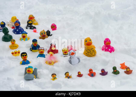 Assorted  sized rubber ducks on snow,Whistler,British Columbia,Canada Stock Photo