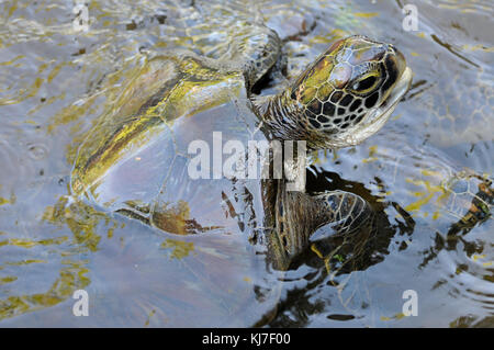 Green Turtle in the water, Jozani - Chwaka National Park, Zanzibar, Tanzania. Stock Photo